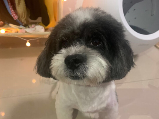 狗粮