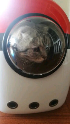 猫包