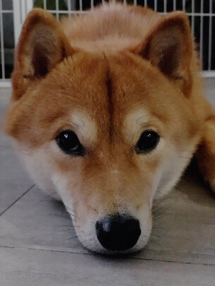 宠物湿巾