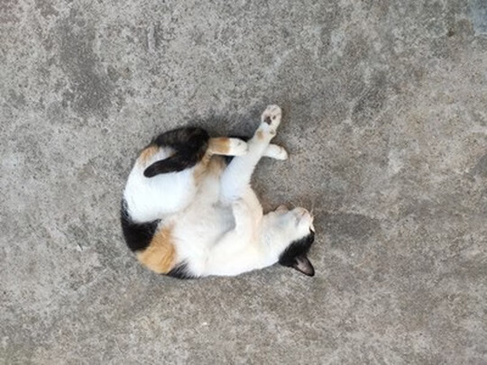 猫粮罐头