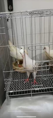 鸟笼