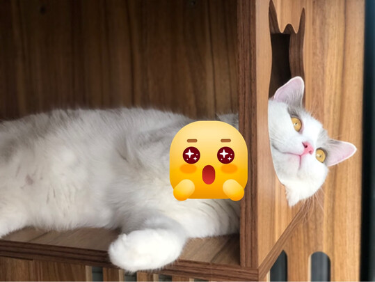 猫咪手术服