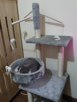 猫爬架