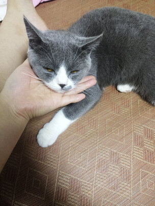 豆腐猫砂