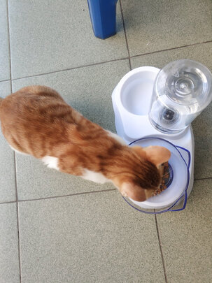 宠物饮水机