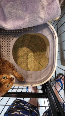 膨润土猫砂