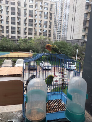 自动喂食器
