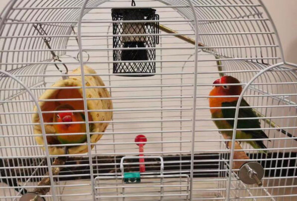 鸟笼