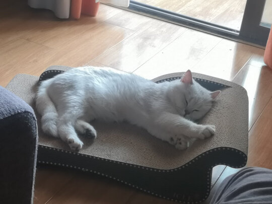 猫窝