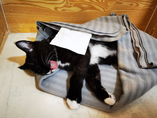 猫罐头