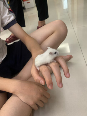 仓鼠浴沙