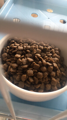 猫碗狗碗