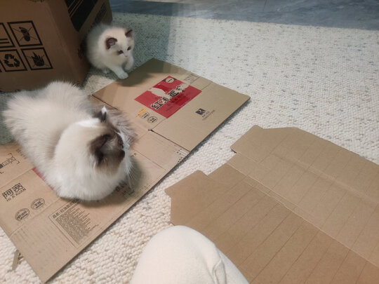猫砂铲