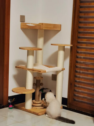 猫爬架