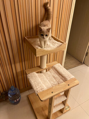 猫爬架