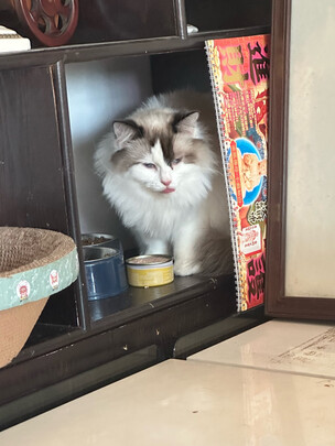 猫条猫零食