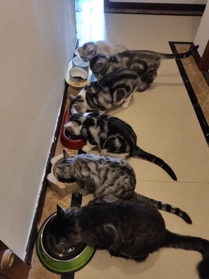 猫粮