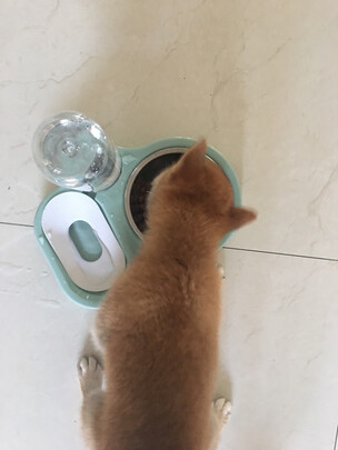 猫碗狗碗