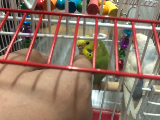鸟笼