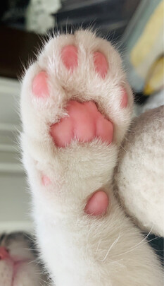 膨润土猫砂
