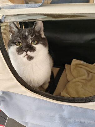猫包