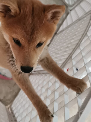 宠物纸尿裤