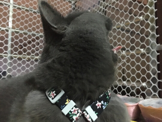 猫冻干