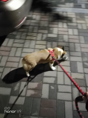 狗绳