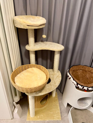 猫爬架