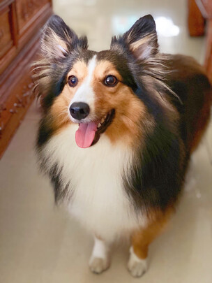 狗粮