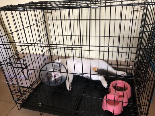  猫笼