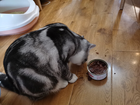 猫罐头