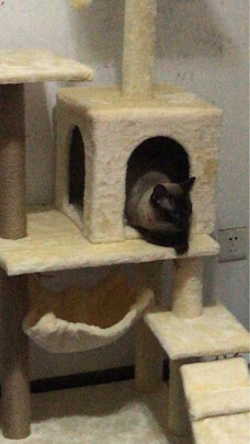 猫爬架