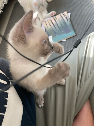 猫砂盆