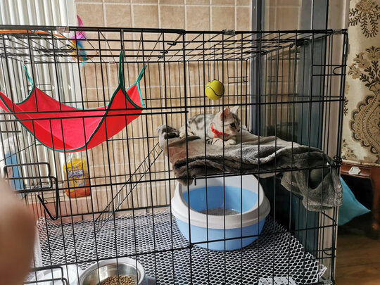  猫笼