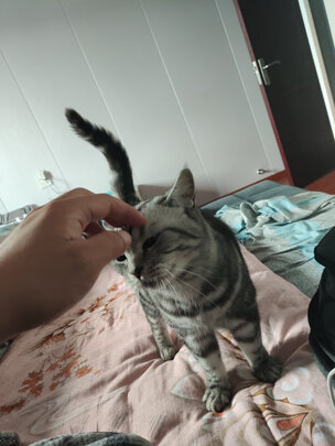 猫条猫零食