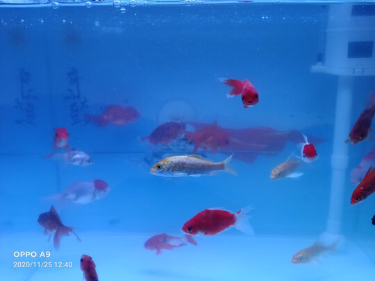鱼缸净水剂