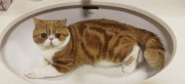 猫冻干
