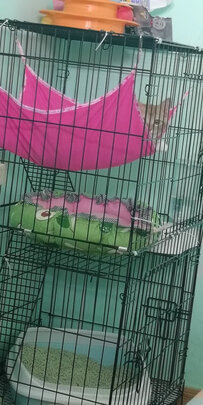 猫笼