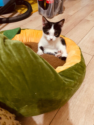 猫窝