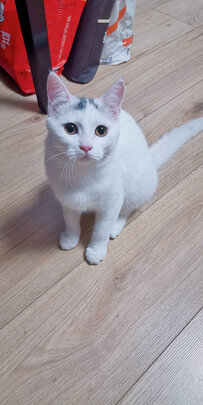 猫抓板
