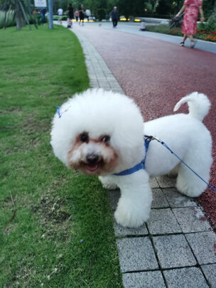狗狗磨牙棒