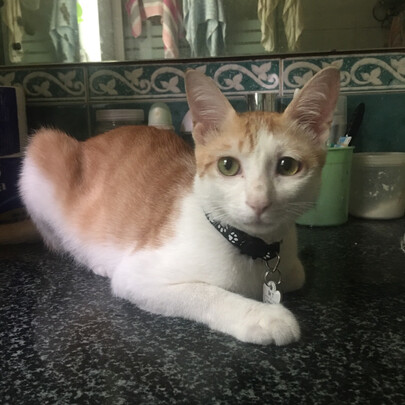 猫零食