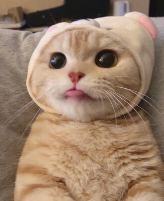狗狗零食