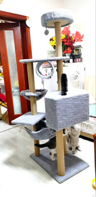 猫爬架