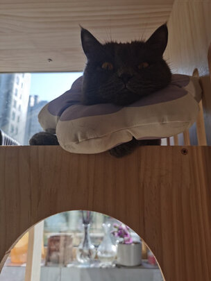 猫咪手术服
