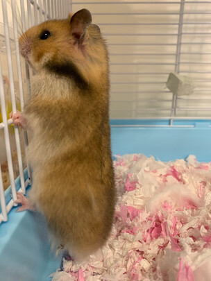 仓鼠木屑