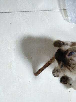 逗猫棒
