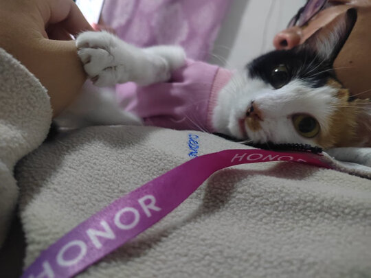 猫咪手术服