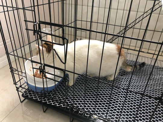  猫笼